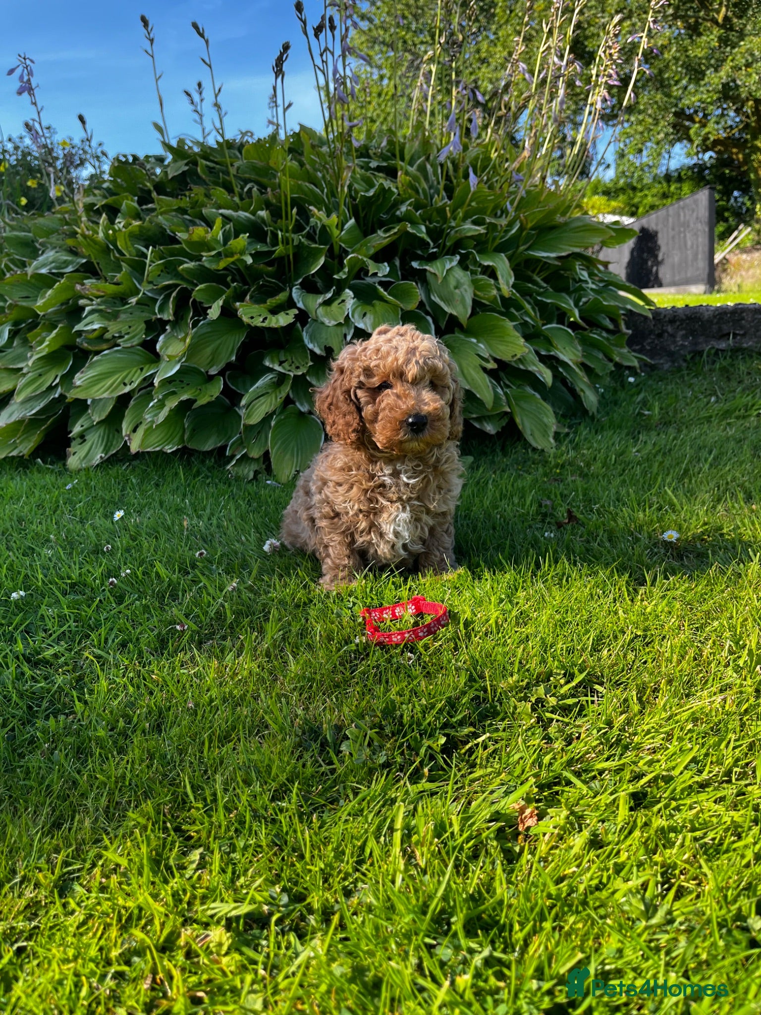 Toy Poodle dogs READY TO GO !Gorgeous toy poodle puppies for sale  - Advert 1