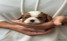 Cavalier King Charles Spaniel dogs for sale: All correct health test taken !  - Image 11