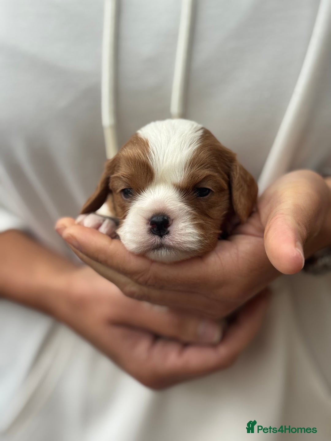 Cavalier King Charles Spaniel dogs for sale: All correct health test taken !  - Image 11