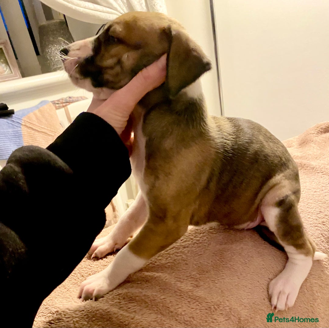 Lurcher dogs for sale: Fantastic bred lurcher puppies. Bull x - Advert 4