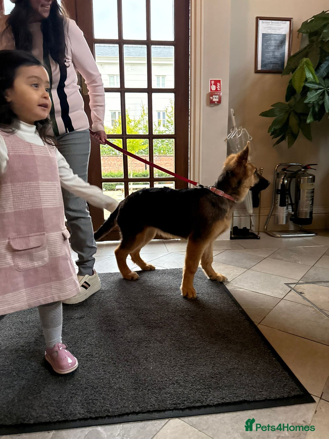 German Shepherd dogs for sale: Beautiful Hermaphrodite German Shepherd Puppy - Image 7