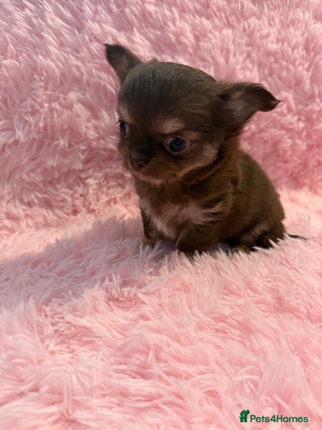 Chihuahua dogs for sale: Beautiful litter of four l/c CHIHUAHUAS READY NOW! - Advert 6