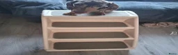 Dachshund dogs for sale: 5 month old male minature DACHSHUND  - Advert 2