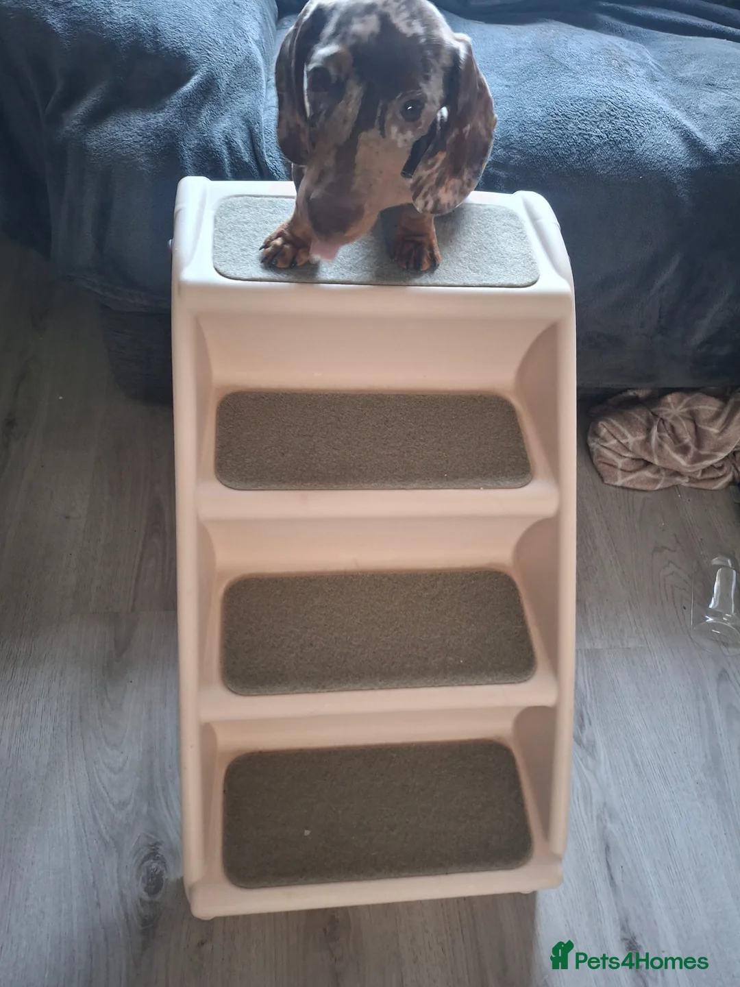 Dachshund dogs for sale: 5 month old male minature DACHSHUND  - Advert 2