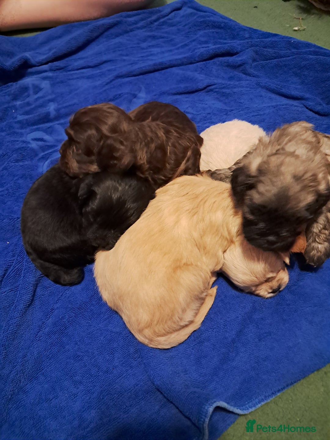 Mixed Breed dogs for sale: Cross puppies for sale  - Image 1