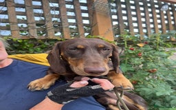 Dachshund dogs for adoption: Ollie - Image 2