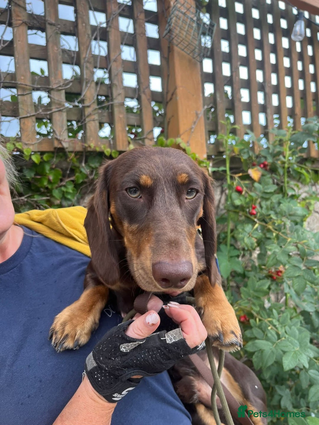 Dachshund dogs for adoption: Ollie - Image 2