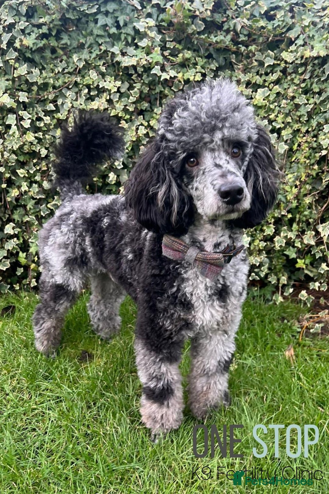 Cockapoo dogs for sale: F1 COCKAPOO PUPS - Advert 17