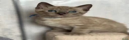 Bengal cats for sale: TICA registered Seal Solid Silver Mink Bengals - Advert 28