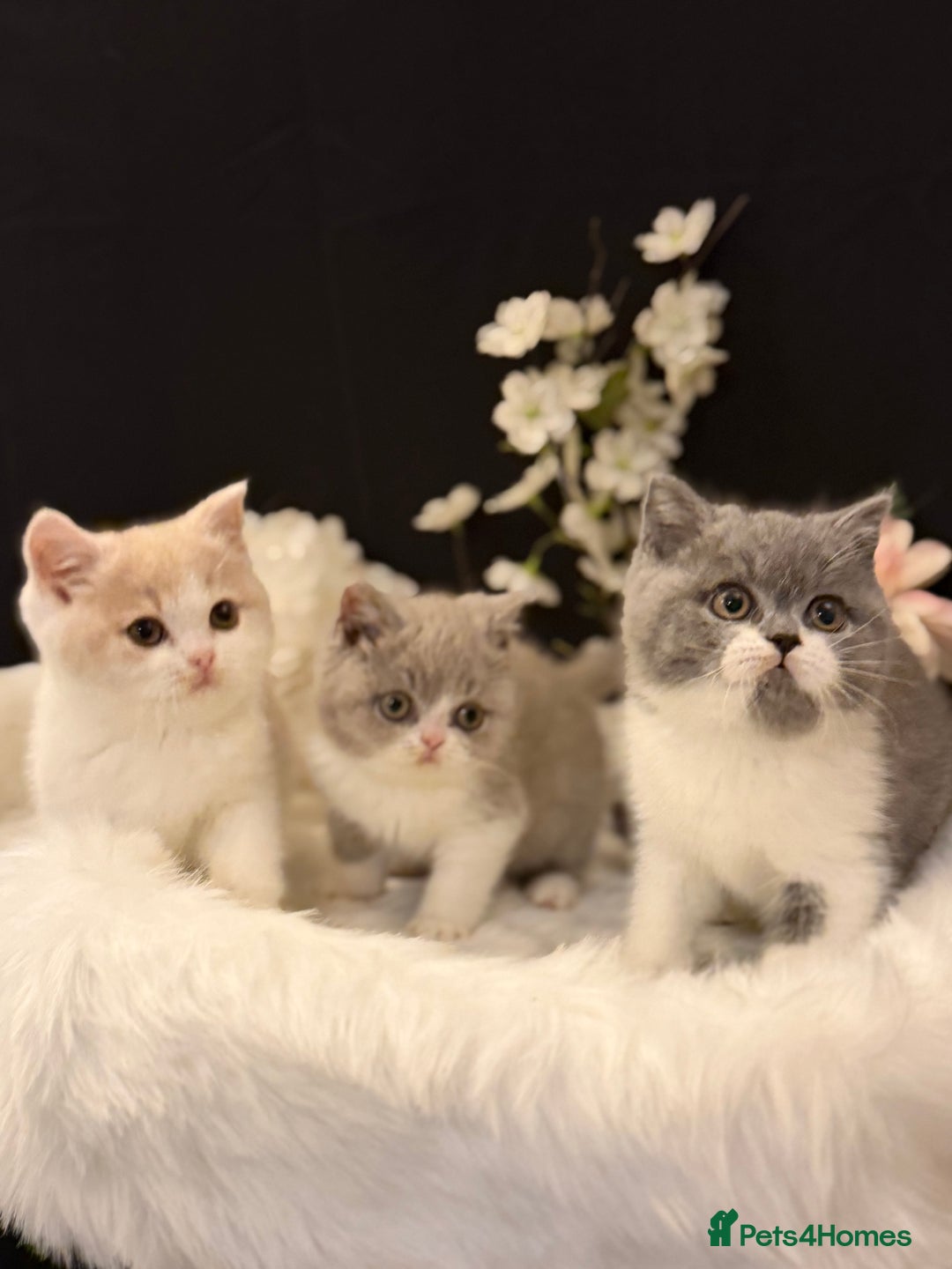 British Shorthair cats for sale: Full Pedigree Registered BSH  - Advert 5