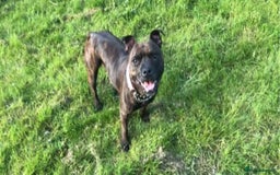 Mixed Breed dogs for sale: Sasha the staffie cross  - Image 1