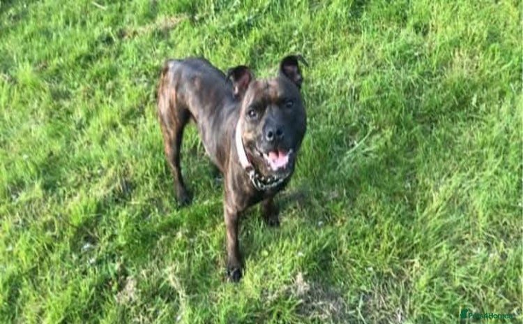 Mixed Breed dogs - Advert 12