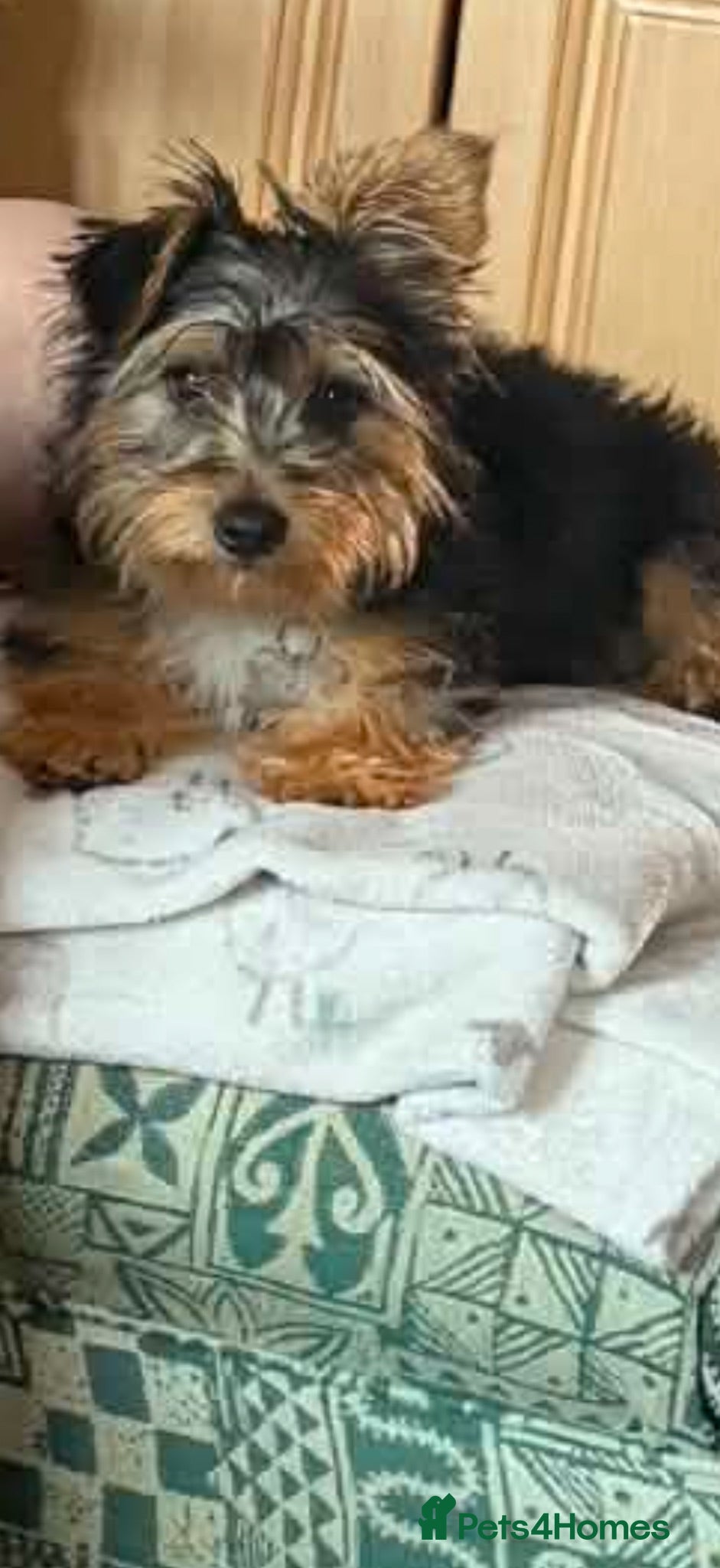 Yorkshire Terrier dogs Girl puppy - Advert 8