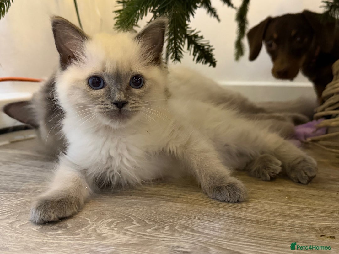 Ragdoll cats for sale: 3 Girl Ragdolls Available, Cute and fluffy!  - Advert 17