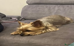 Yorkshire Terrier dogs for sale: Information  - Advert 5