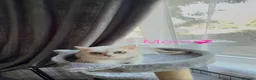 Scottish Fold cats for sale: 💞BEAUTIFUL KITTENS 💞 - Advert 2