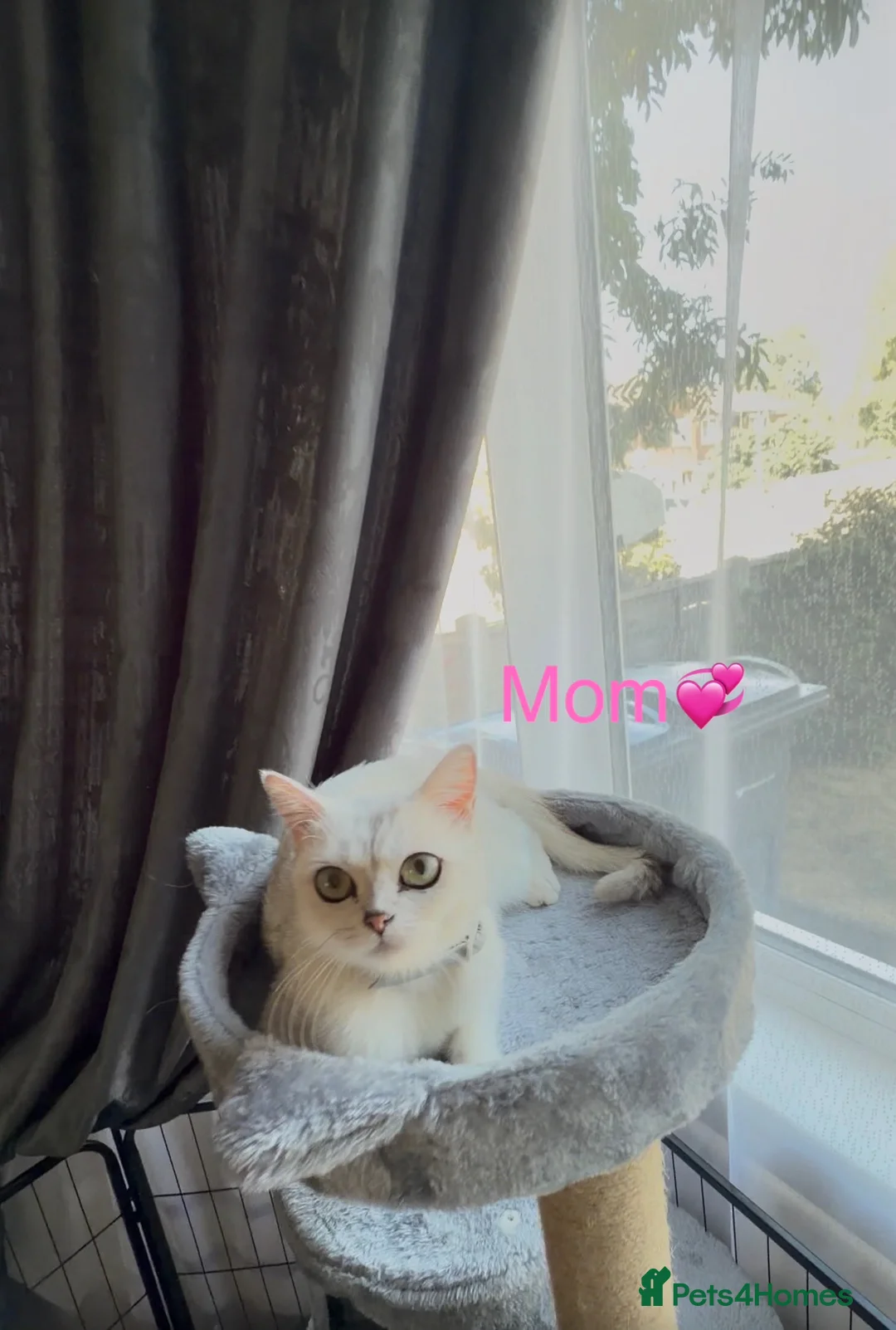 Scottish Fold cats for sale: 💞BEAUTIFUL KITTENS 💞 - Advert 2