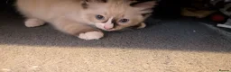 Ragdoll cats for sale: 6 purebred Ragdoll kittens reservations taken now  in Tiverton - Advert 3