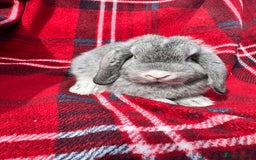 Mini Lop rabbits for sale: Mini lop mixed litter looking for forever homes  - Image 6