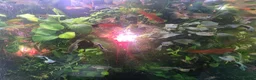 Other/Mixed Breed fish for sale: 80L Aquarium, Fish, Plants & Equipment in London - Advert 3