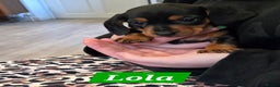 Dachshund dogs for sale: Beautiful Daxis - Advert 3