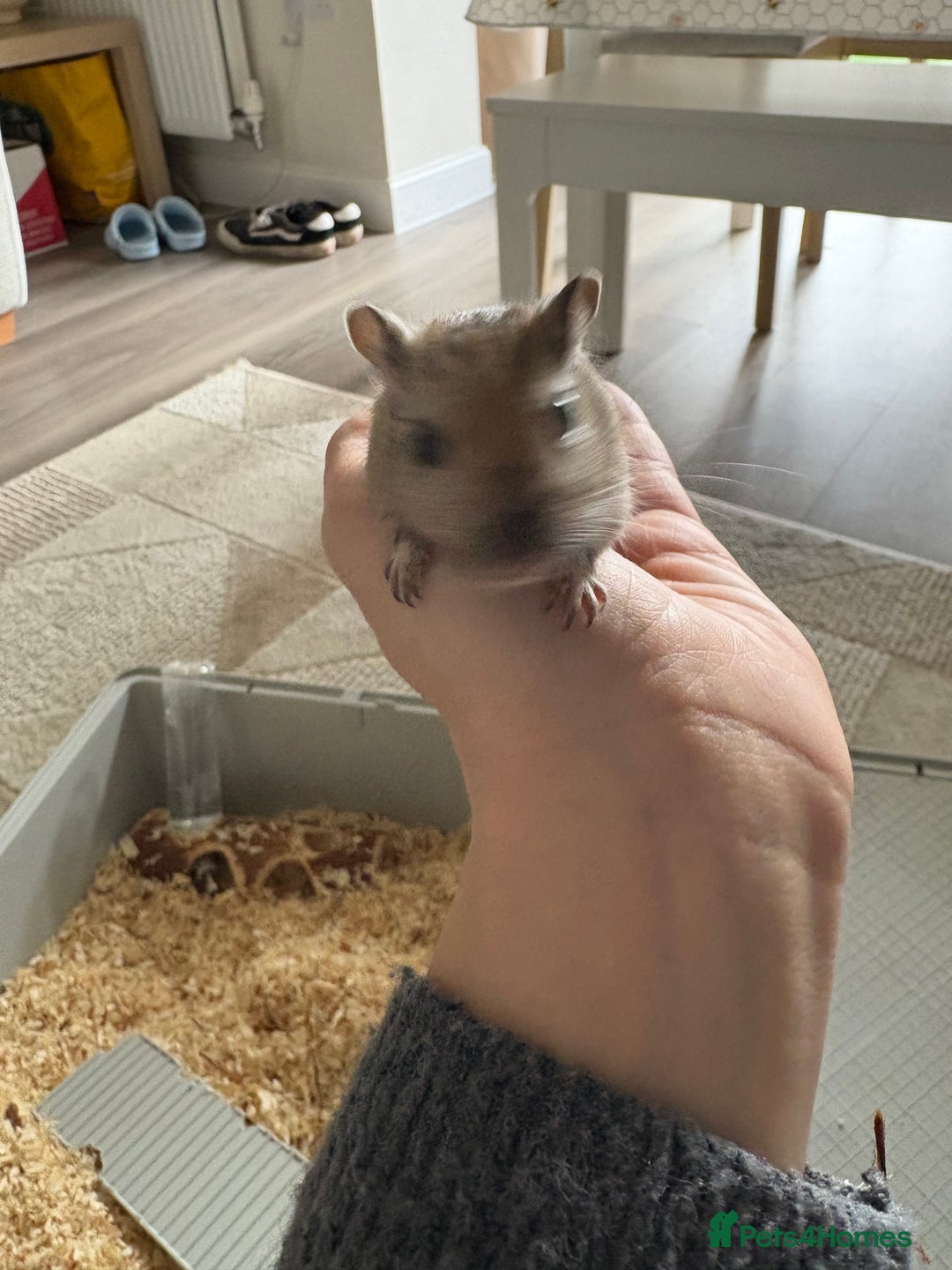 Gerbil rodents for sale: 2 male gerbils  - Advert 4