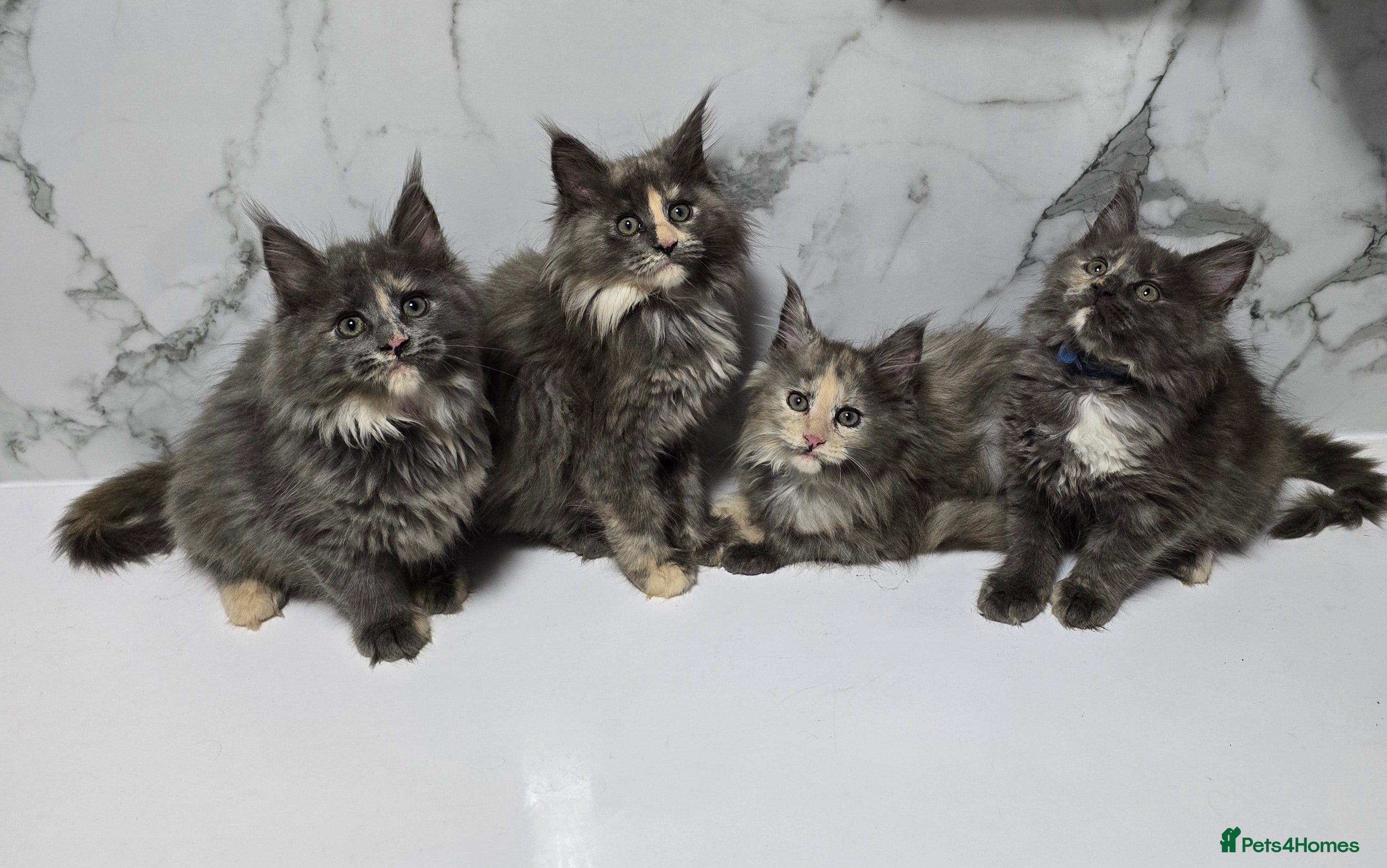 Maine Coon cats Pure breed Maine Coon Kittens  - Advert 17