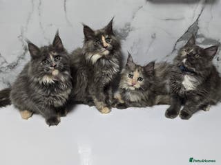 Maine Coon cats Last 2 girls- Pure breed Maine Coon Kittens - Advert 10