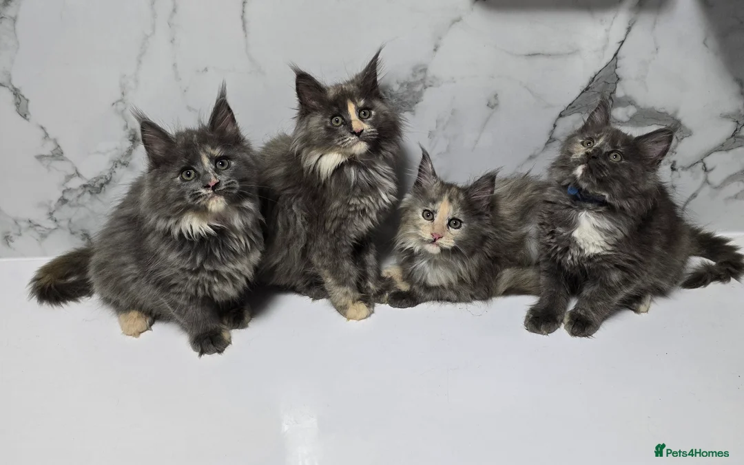Maine Coon cats for sale: Last Girl -  Pure breed Maine Coon Kittens  - Advert 7