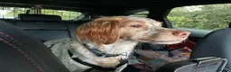 Brittany Spaniel dogs for adoption: Sophie-tiny Brittany with a wonderful personality - Advert 6