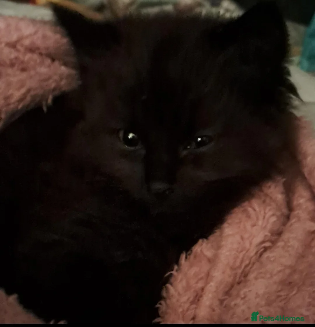 British Shorthair cats for sale: Kittens - Advert 4