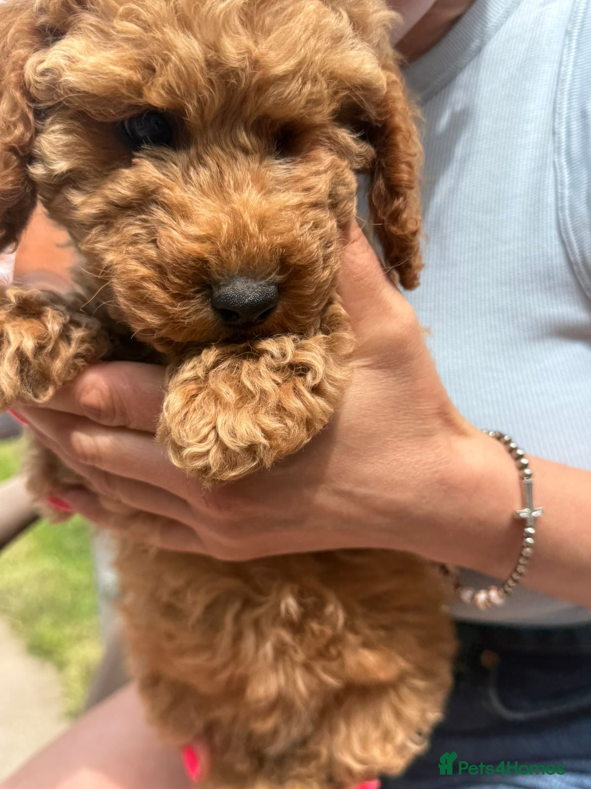 Cockapoo dogs  Meet Our stunning  F1B Cockapoo Puppies. - Advert 2