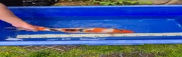 Koi Carp fish for sale: Pond clearance - Advert 25