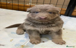 German Shepherd dogs for sale: German Shepherd rare colour pups available  - Image 2