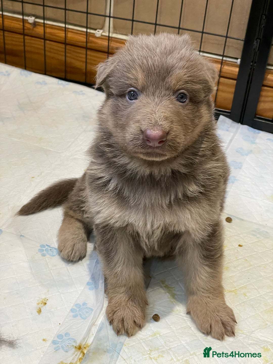 German Shepherd dogs for sale: German Shepherd rare colour pups available  - Image 2