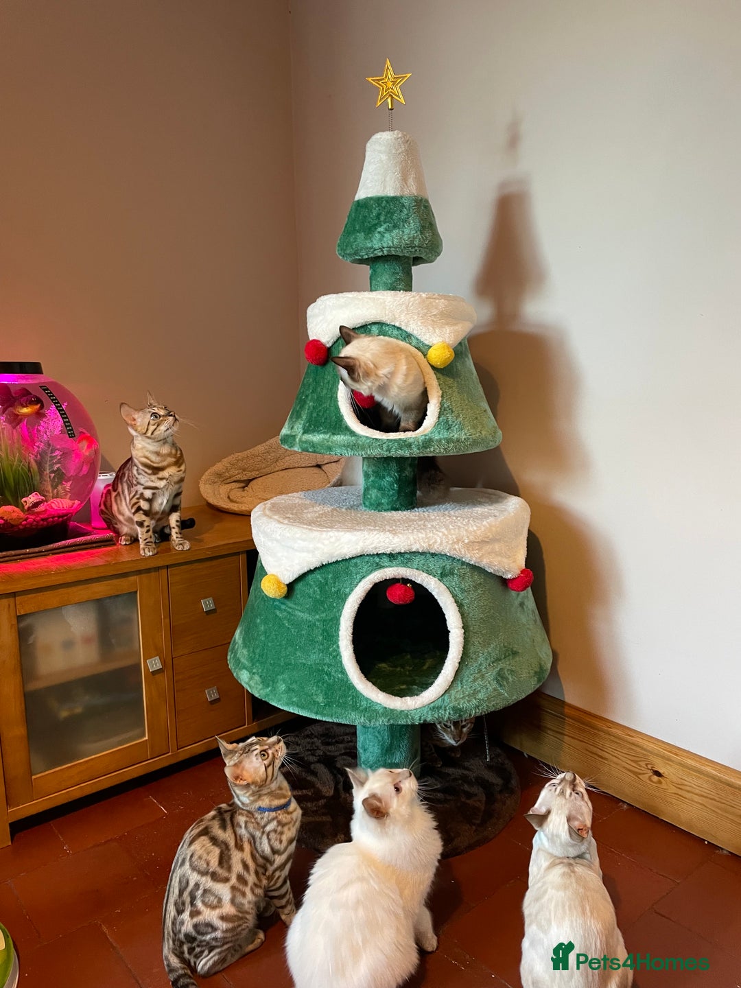 Ragdoll cats for sale: GCCF Ragdoll seal kittens, only 2 boys left - Advert 12