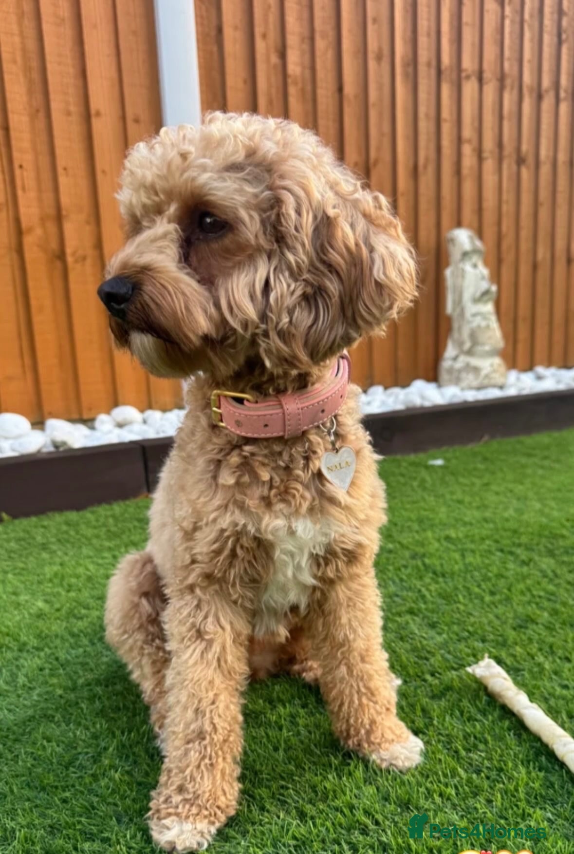 Cavapoochon dogs Looking for forever home!  - Advert 4