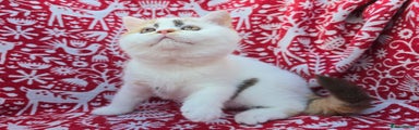 British Shorthair Kitten 1