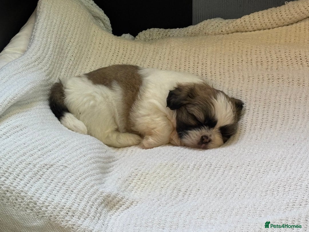 Shih Tzu dogs for sale: Beautiful litter of 6 Shih Tuz pups  - Advert 9