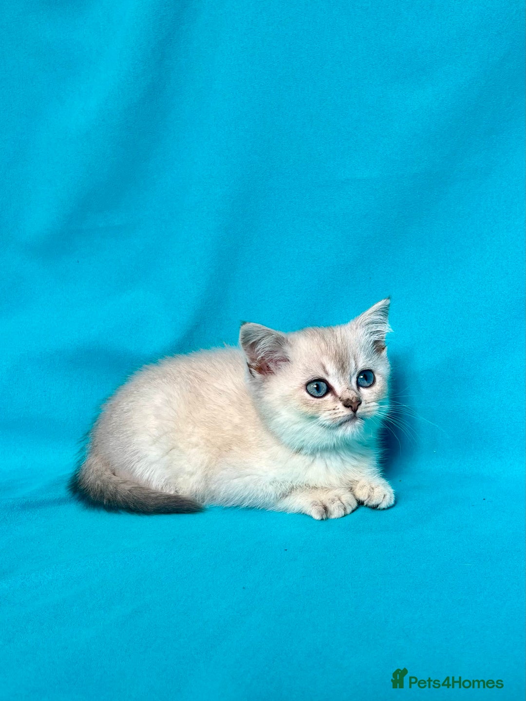 British Shorthair cats for sale: 🐾Purebred BSH kittens🐾 - Image 10