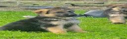 German Shepherd dogs for sale: Gorgeous German shepherd puppies - Advert 20