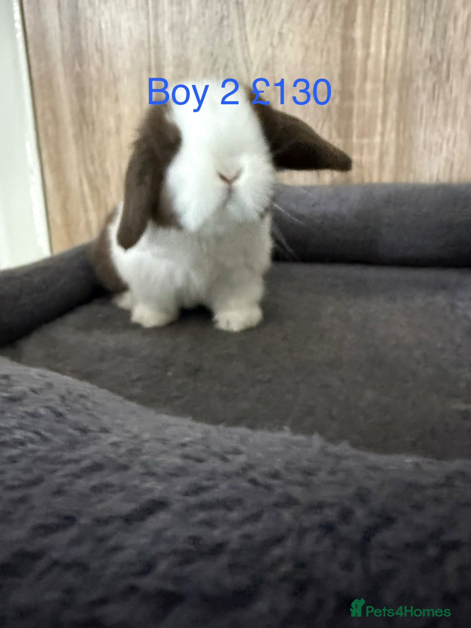 Mini Lop rabbits Beautiful Pure Mini Lop Babies  - Advert 8