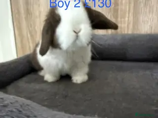 Mini Lop rabbits Beautiful Pure Mini Lop Babies - Advert 8