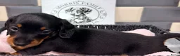 Miniature Dachshund dogs for sale: Outstanding quality Russian bloodline minis - Advert 26