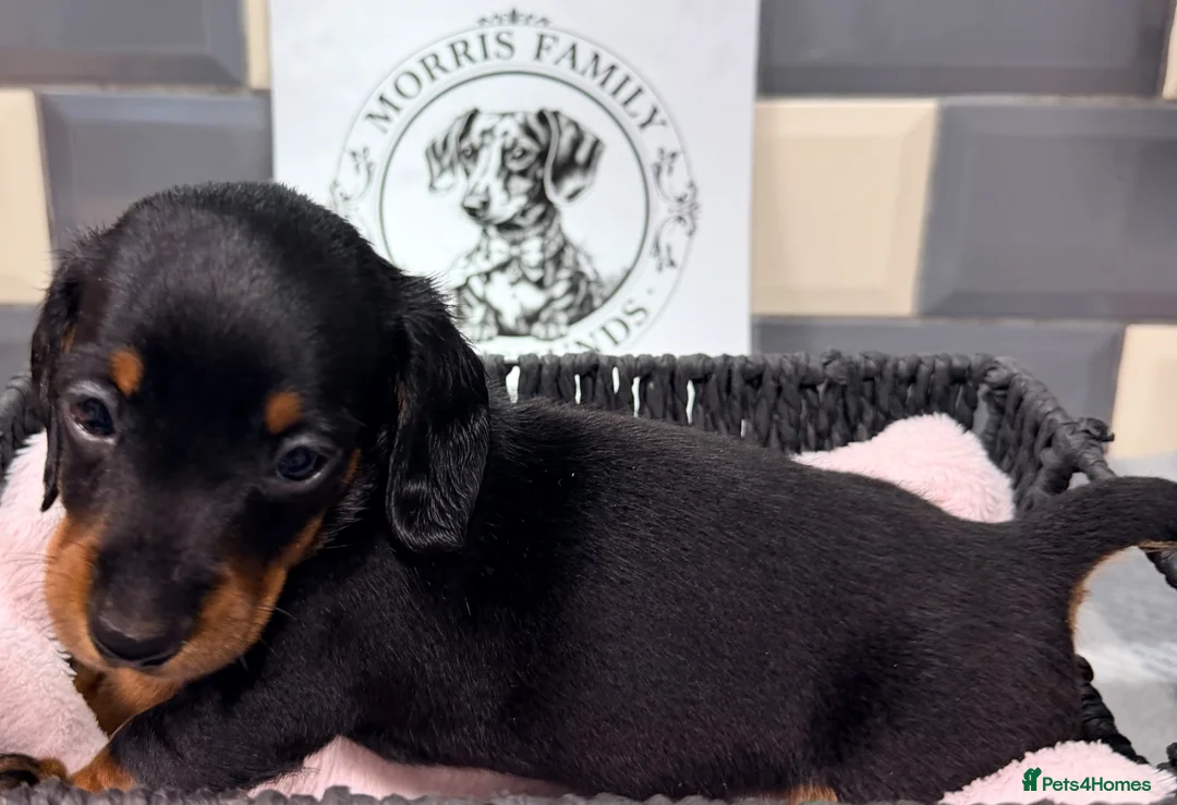 Miniature Dachshund dogs for sale: Outstanding quality Russian bloodline minis - Advert 26