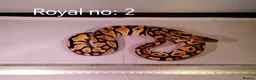 Python Snake reptiles for sale: ROYAL PYTHON JUVENILES - Advert 5