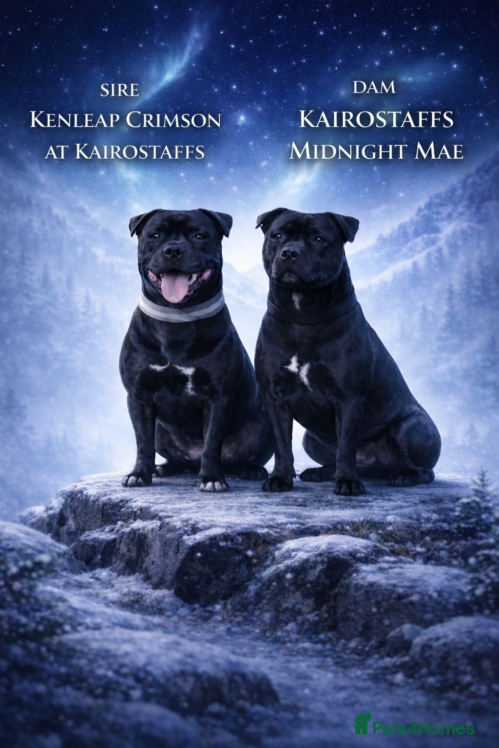 Staffordshire Bull Terrier dogs Staffordshire bull terrier 5 girls 2 boys  - Advert 1