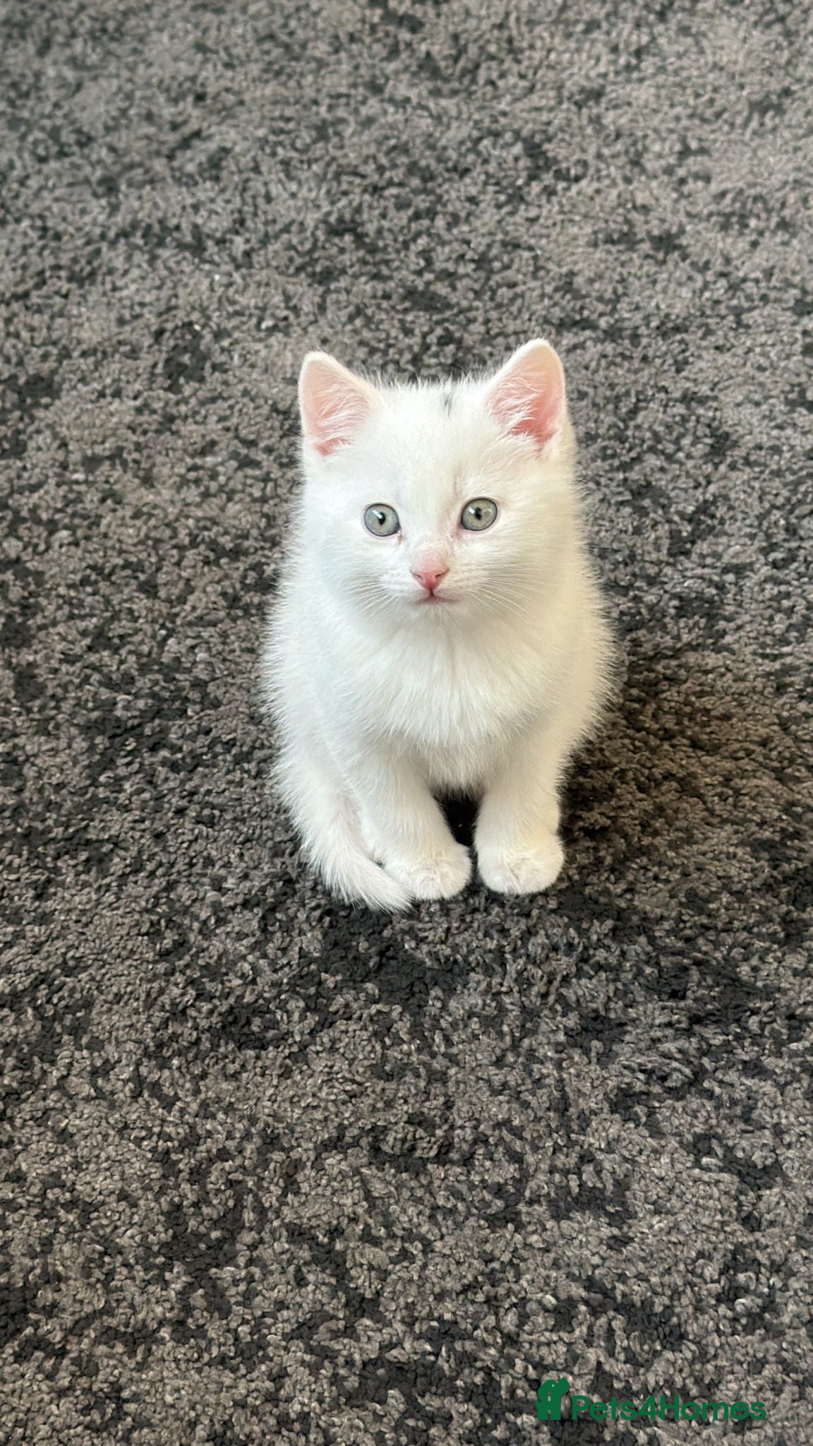 Bengal cats White Fluffy Bengal/Tabby Kittens  - Advert 3