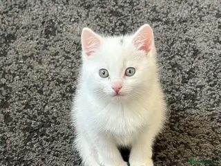 Bengal cats White Fluffy Bengal/Tabby Kittens - Advert 3