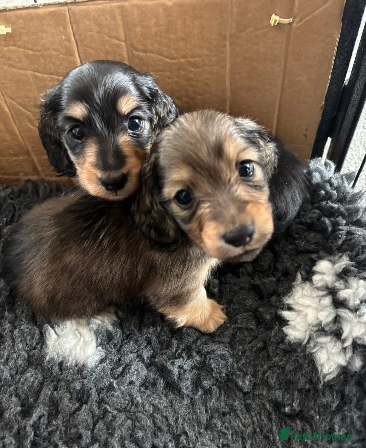 Miniature Dachshund dogs Miniature longhaired dachshund puppy  - Advert 13